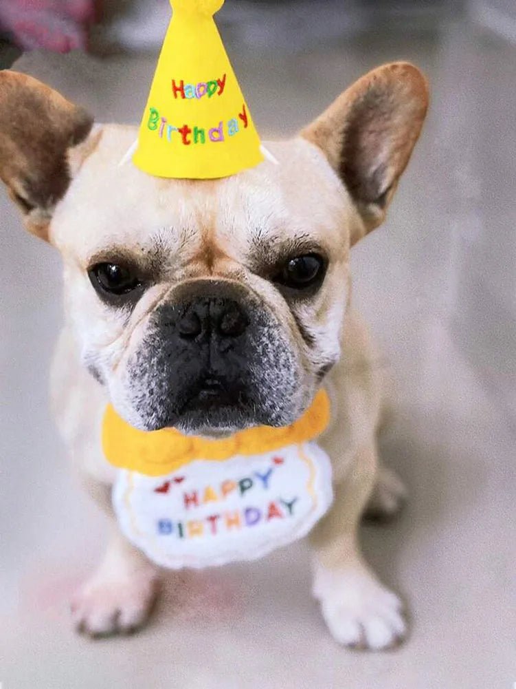 Pet Birthday Outfit Set with Hat & Bandana - Pawlody